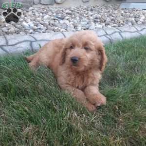 Lucky, Mini Goldendoodle Puppy